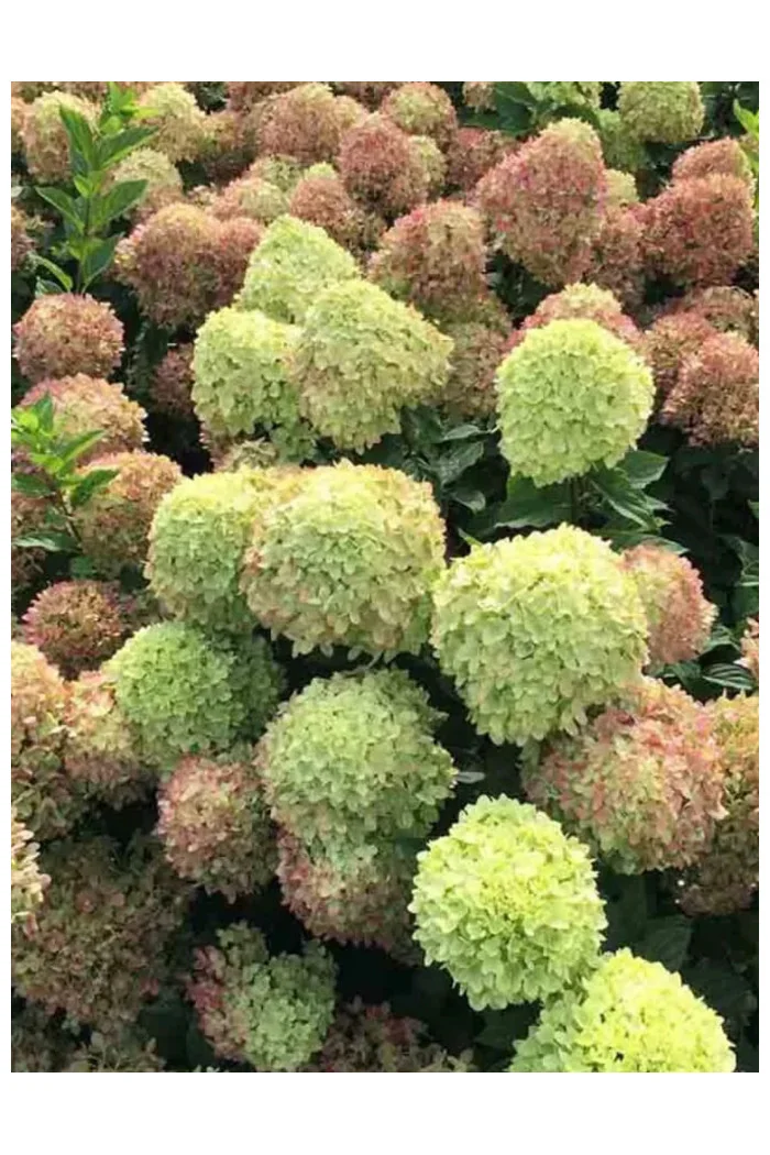 hortensja, hortensja bukietowa, hortensja little fresco