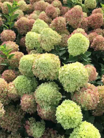 hortensja, hortensja bukietowa, hortensja little fresco