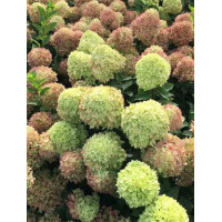 hortensja, hortensja bukietowa, hortensja little fresco