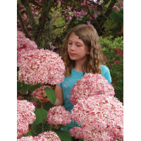 Hortensja drzewiasta 'Sweet Annabelle' | Hydrangea arborescens