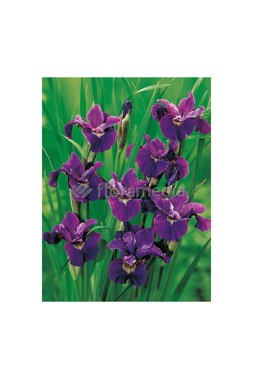 Kosaciec (Irys) syberyjski 'Roaring Jelly' Iris sibirica