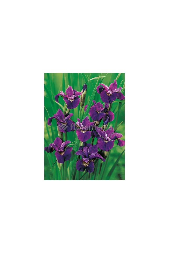 Kosaciec (Irys) syberyjski 'Roaring Jelly' Iris sibirica