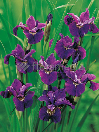 Kosaciec (Irys) syberyjski 'Roaring Jelly' Iris sibirica