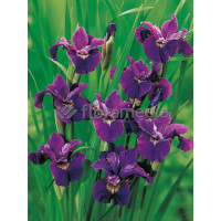 Kosaciec (Irys) syberyjski 'Roaring Jelly' Iris sibirica