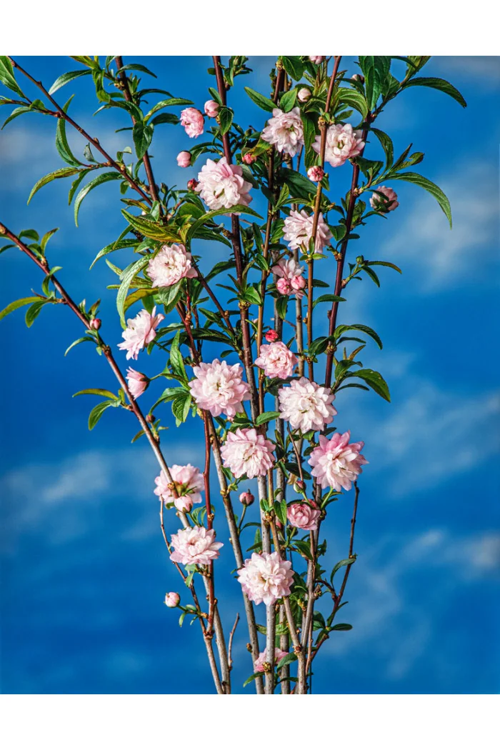 Wiśnia gruczołkowata 'Rosea Plena' Prunus glandulosa