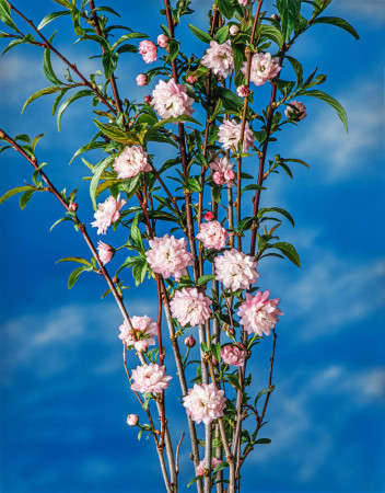 Wiśnia gruczołkowata 'Rosea Plena' Prunus glandulosa