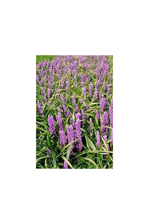 Liriope 'Money Maker' Liriope muscari