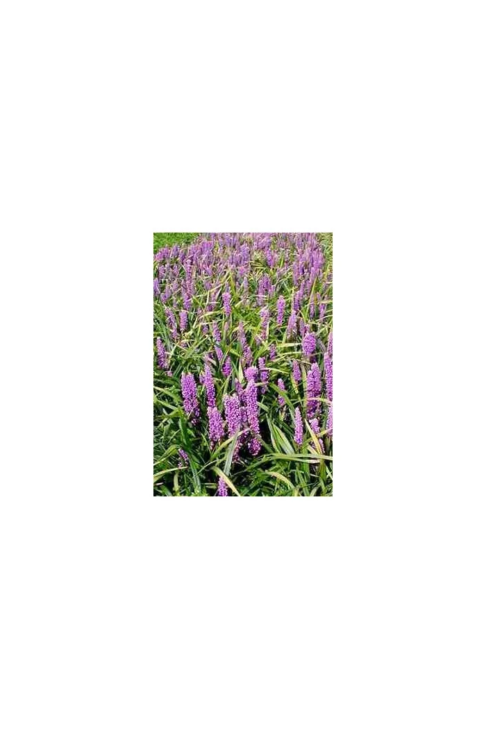 Liriope 'Money Maker' Liriope muscari