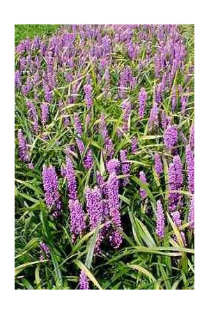 Liriope 'Money Maker' Liriope muscari
