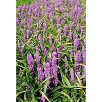 Liriope 'Money Maker' Liriope muscari