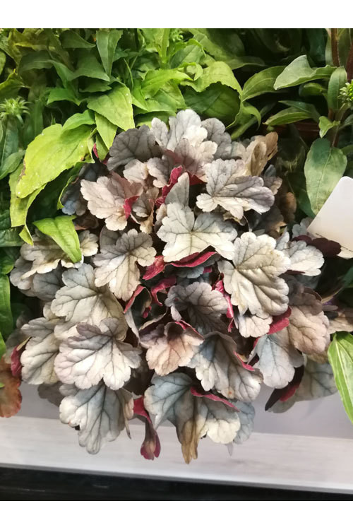 Żurawka Silver Gumdrop', heuchera