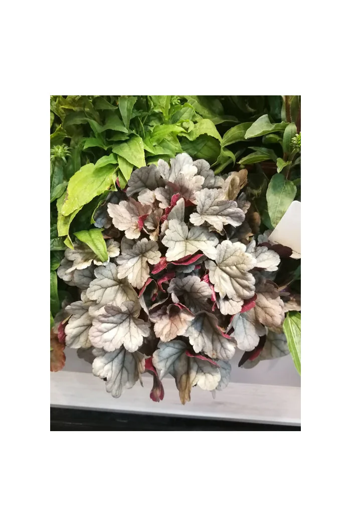 Żurawka Silver Gumdrop', heuchera