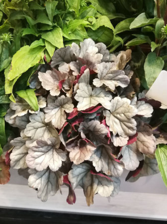 Żurawka Silver Gumdrop', heuchera