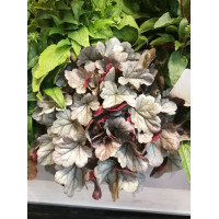 Żurawka Silver Gumdrop', heuchera