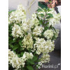 Hortensja bukietowa 'Levana' | Hydrangea paniculata