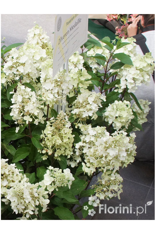 Hortensja bukietowa 'Levana' | Hydrangea paniculata