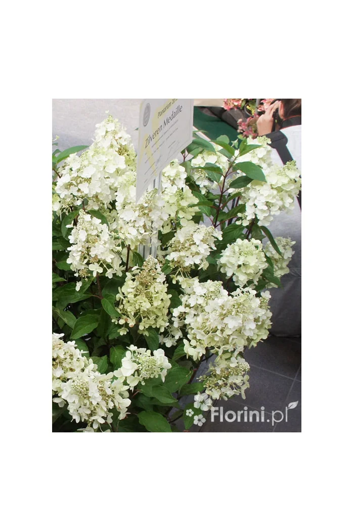 Hortensja bukietowa 'Levana' | Hydrangea paniculata