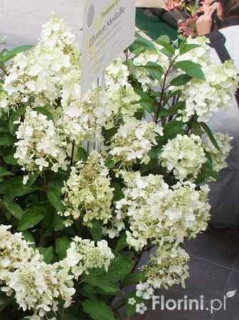Hortensja bukietowa 'Levana' | Hydrangea paniculata