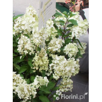 Hortensja bukietowa 'Levana' | Hydrangea paniculata