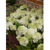 Hortensja bukietowa 'Bobo' |Hydrangea paniculata