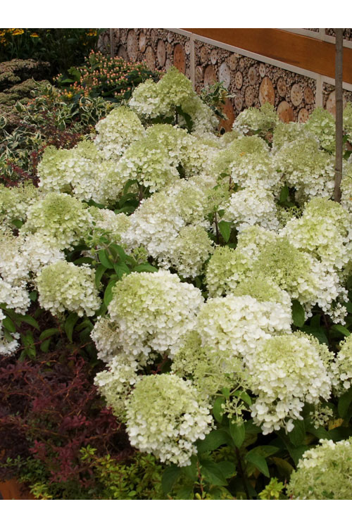 Hortensja bukietowa 'Bobo' |Hydrangea paniculata