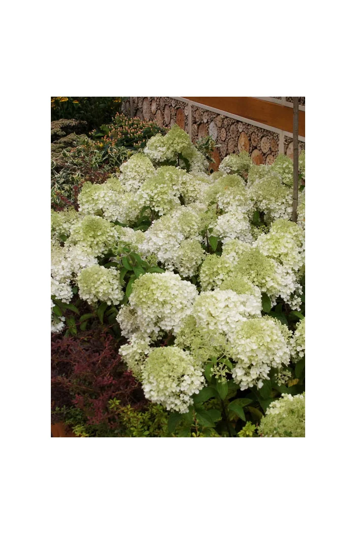 Hortensja bukietowa 'Bobo' |Hydrangea paniculata