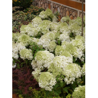 Hortensja bukietowa 'Bobo' |Hydrangea paniculata