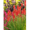 Trytoma 'RedHot Popsicle' Kniphofia