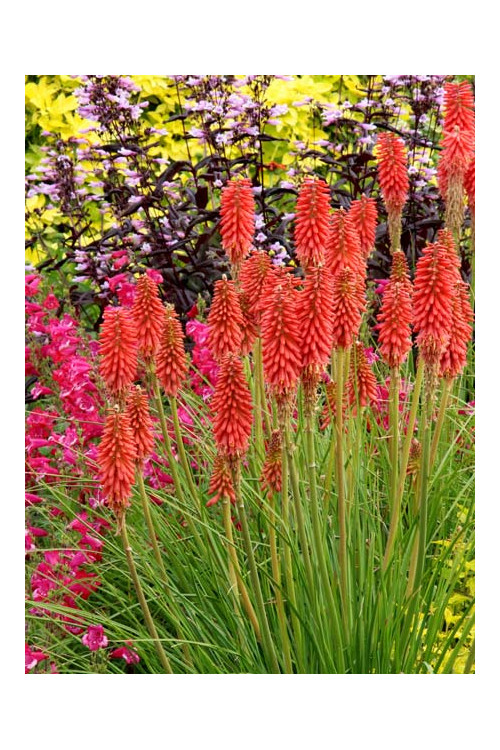Trytoma 'RedHot Popsicle' Kniphofia