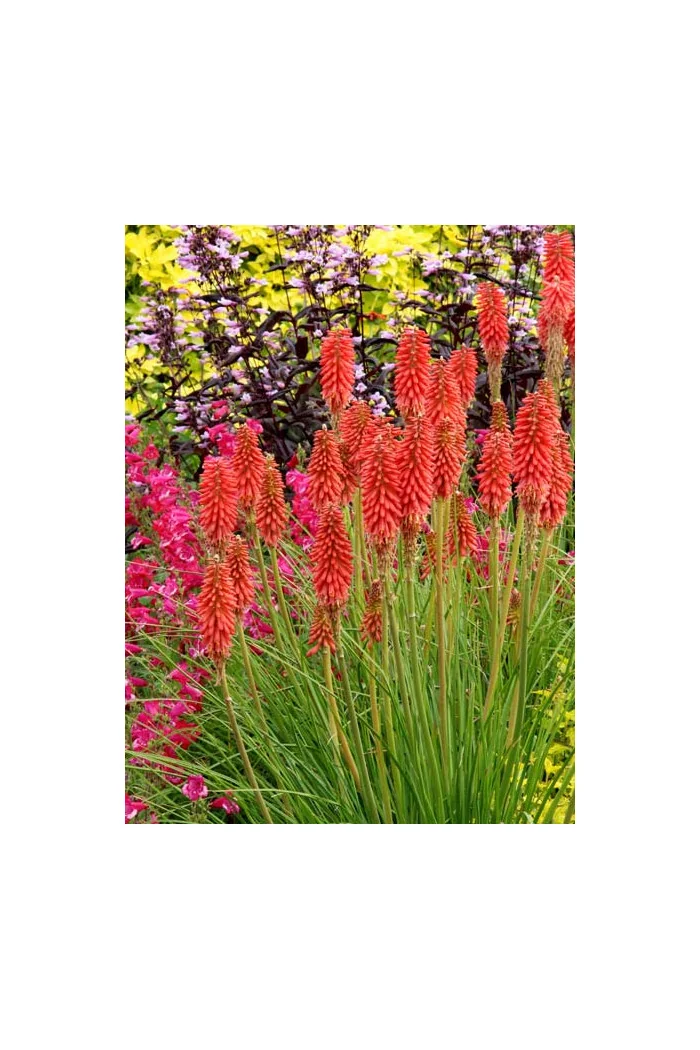 Trytoma 'RedHot Popsicle' Kniphofia