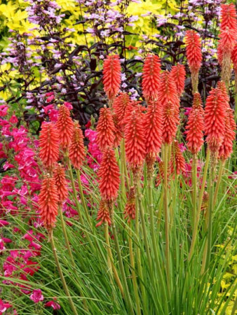 Trytoma 'RedHot Popsicle' Kniphofia