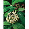 Kalina sztywnolistna Viburnum rhytidophyllum