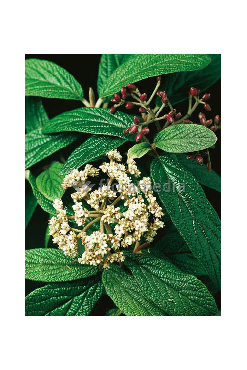 Kalina sztywnolistna Viburnum rhytidophyllum