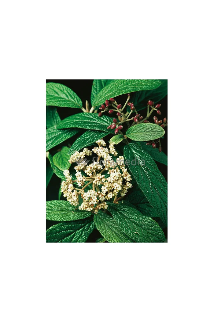 Kalina sztywnolistna Viburnum rhytidophyllum