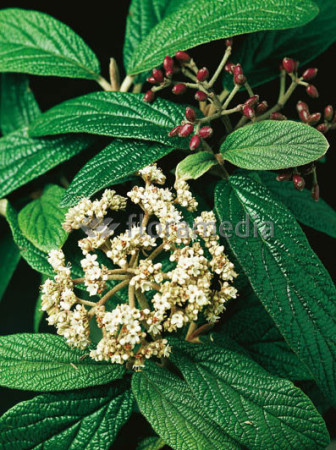 Kalina sztywnolistna Viburnum rhytidophyllum