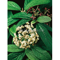 Kalina sztywnolistna Viburnum rhytidophyllum