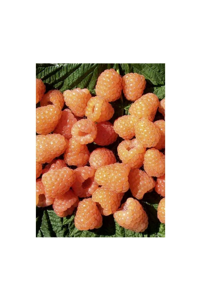 Malina 'Valentina' | Rubus idaeus