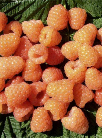 Malina 'Valentina' | Rubus idaeus