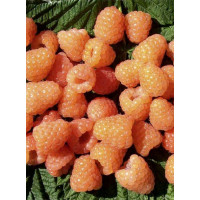 Malina 'Valentina' | Rubus idaeus