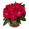 Niecierpek nowogwinejski 'Magnum Red Flame' div class'lat' Impatiens /div