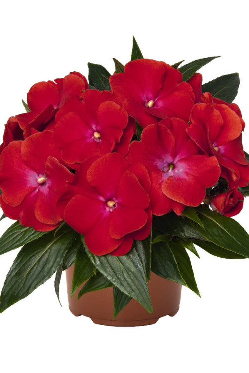 Niecierpek nowogwinejski 'Magnum Red Flame' div class'lat' Impatiens /div