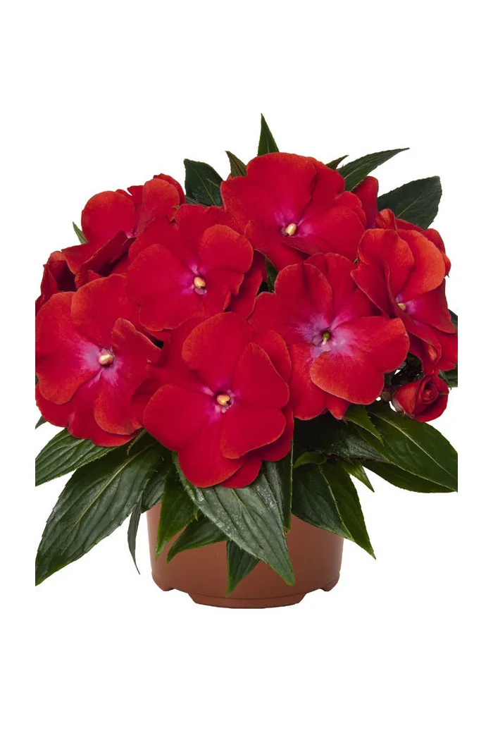 Niecierpek nowogwinejski 'Magnum Red Flame' div class'lat' Impatiens /div