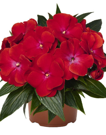 Niecierpek nowogwinejski 'Magnum Red Flame' div class'lat' Impatiens /div