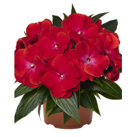 Niecierpek nowogwinejski 'Magnum Red Flame' div class'lat' Impatiens /div