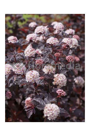 Pęcherznica kalinolistna 'Lady in Red' ('Tuilad') | Physocarpus opulifolius