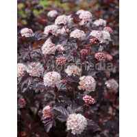 Pęcherznica kalinolistna 'Lady in Red' ('Tuilad') | Physocarpus opulifolius