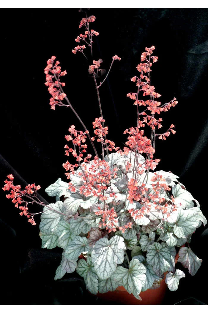 Żurawka 'Cinnabar Silver' Heuchera