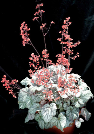 Żurawka 'Cinnabar Silver' Heuchera