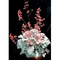 Żurawka 'Cinnabar Silver' Heuchera