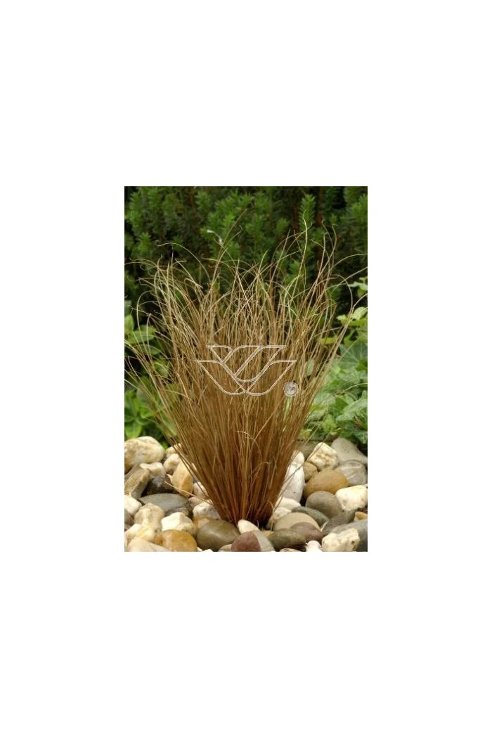 Turzyca włosista 'Bronze Form' | Carex comans